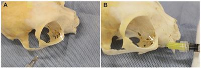 Cadaveric Evaluation of Injectate Distribution for Two Maxillary Nerve Block Techniques in Cats